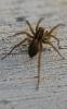 Pardosa sp.